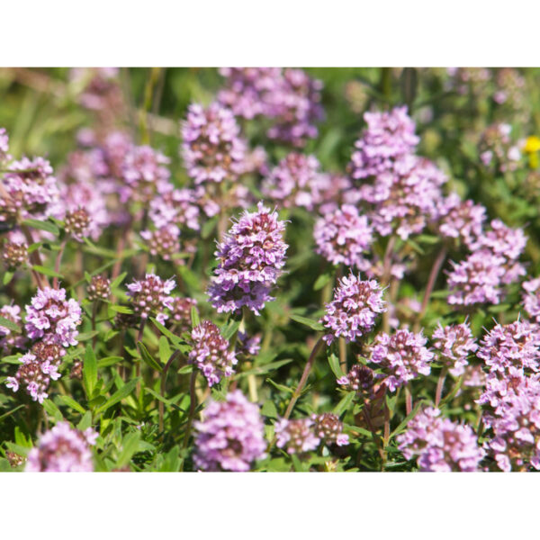 Damascena Thymian linalol bio – Bild 2